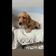 Labrador Retriever - Both