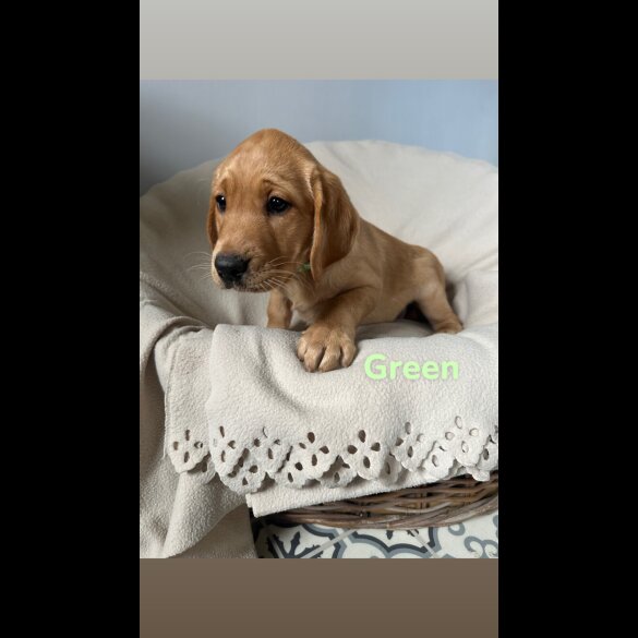 Labrador Retriever - Both