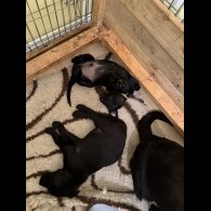 Labrador Retriever - Both