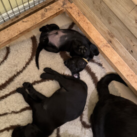 Labrador Retriever - Both