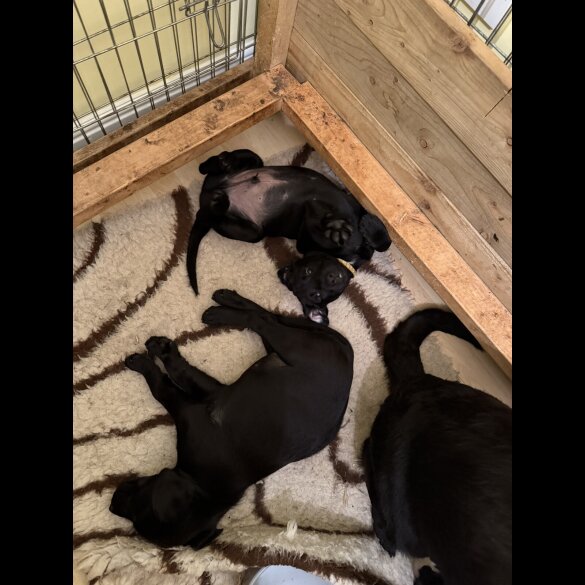 Labrador Retriever - Both