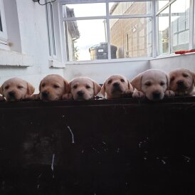 Labrador Retriever