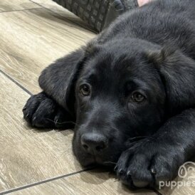 Labrador Retriever - Both