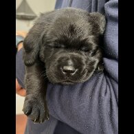 Labrador Retriever - Both