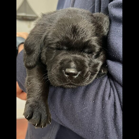 Labrador Retriever - Both