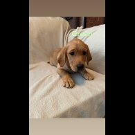 Labrador Retriever - Both