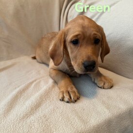 Labrador Retriever - Both