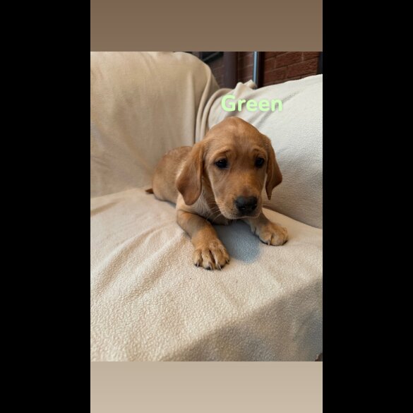 Labrador Retriever - Both