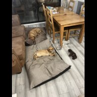 Labrador Retriever - Both