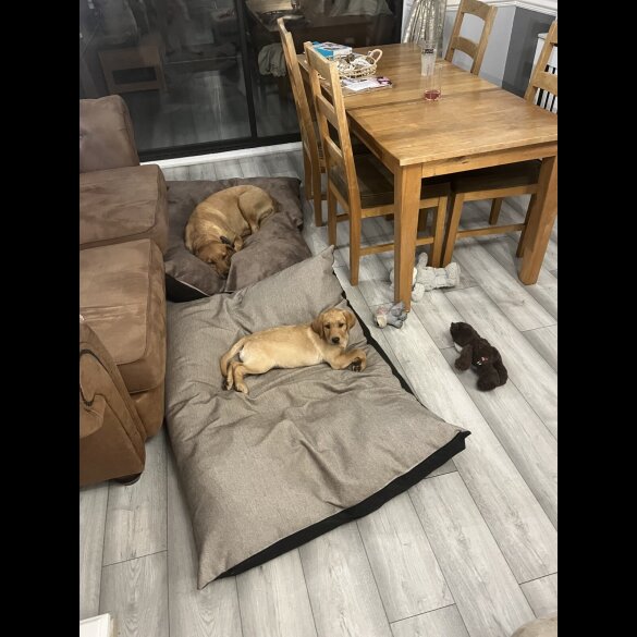 Labrador Retriever - Both