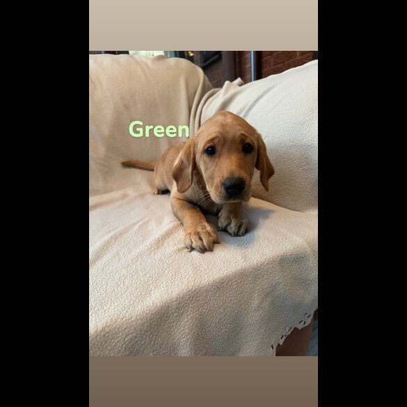 Labrador Retriever - Both