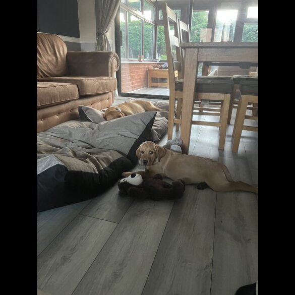 Labrador Retriever - Both