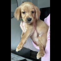 Springador