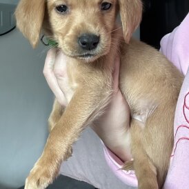 Springador