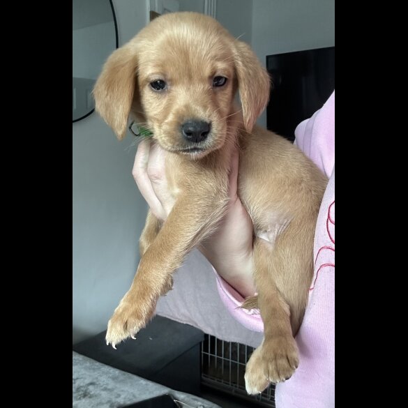 Springador