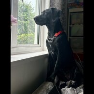 Springador