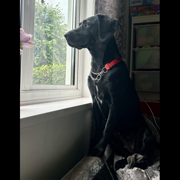 Springador