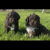 Lagotto Romagnolo