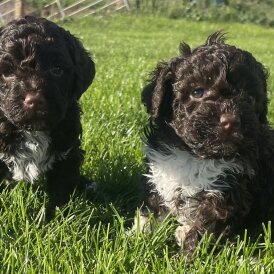 Lagotto Romagnolo