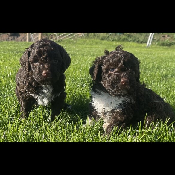 Lagotto Romagnolo