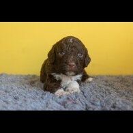 Lagotto Romagnolo