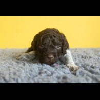 Lagotto Romagnolo