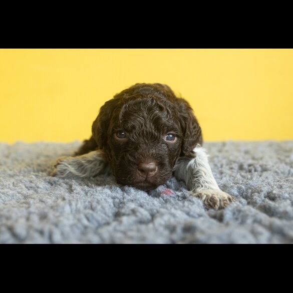 Lagotto Romagnolo