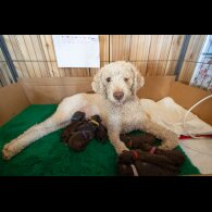 Lagotto Romagnolo