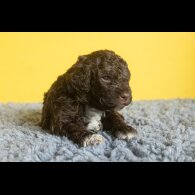 Lagotto Romagnolo