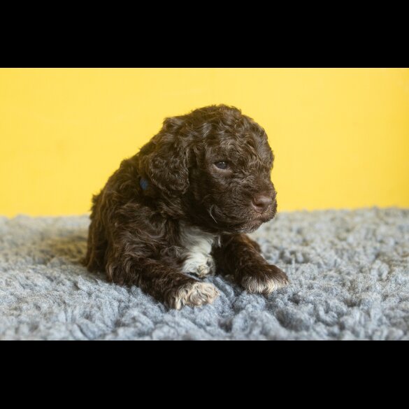 Lagotto Romagnolo