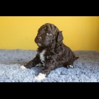 Lagotto Romagnolo