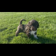 Lagotto Romagnolo