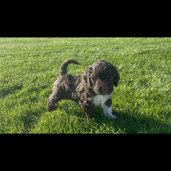 Lagotto Romagnolo