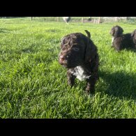 Lagotto Romagnolo