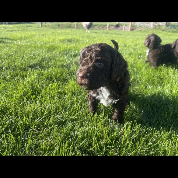 Lagotto Romagnolo