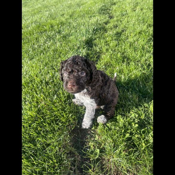 Lagotto Romagnolo