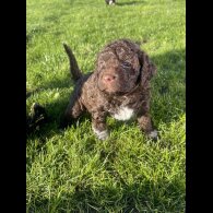 Lagotto Romagnolo