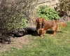 Dachshund (Miniature Long Haired)