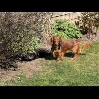 Dachshund (Miniature Long Haired)