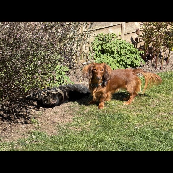 Dachshund (Miniature Long Haired)