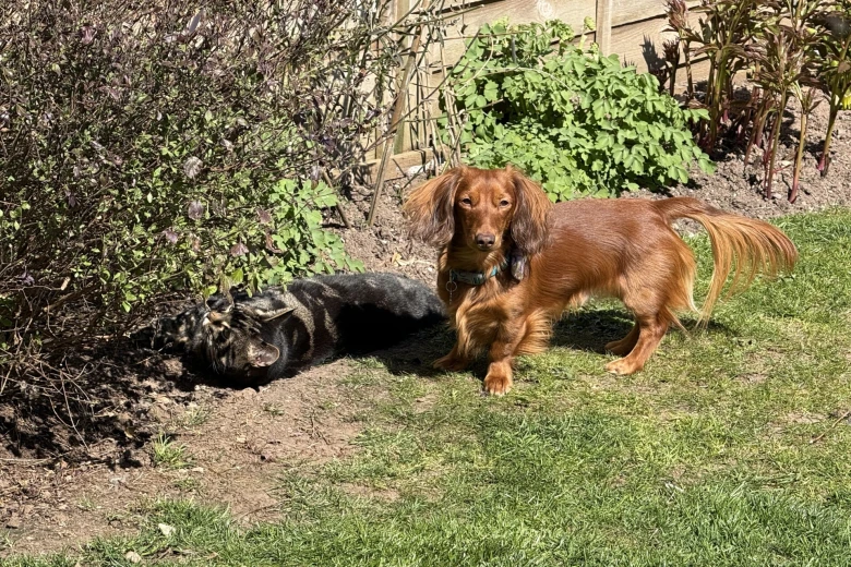 Dachshund (Miniature Long Haired)