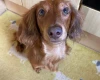 Dachshund (Miniature Long Haired)