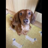 Dachshund (Miniature Long Haired)