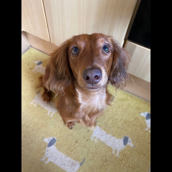 Dachshund (Miniature Long Haired)