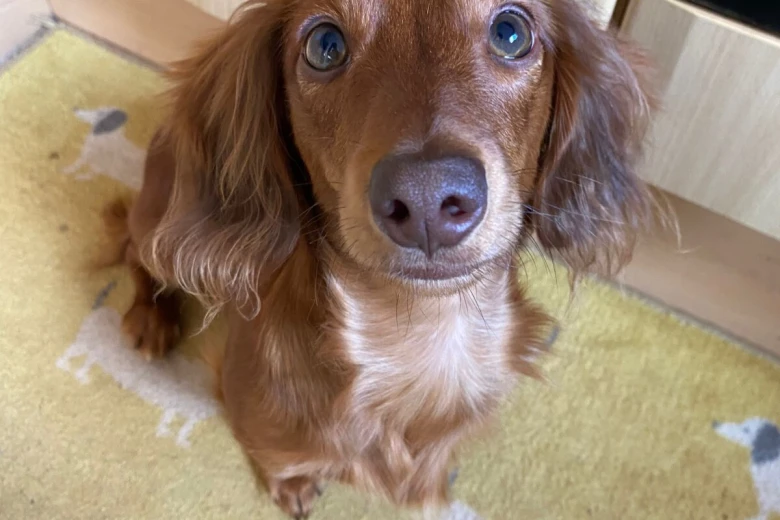 Dachshund (Miniature Long Haired)
