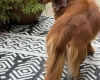 Dachshund (Miniature Long Haired)