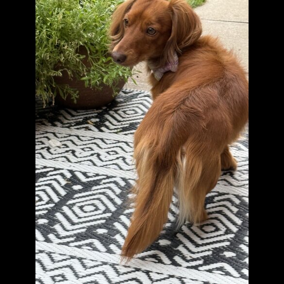 Dachshund (Miniature Long Haired)