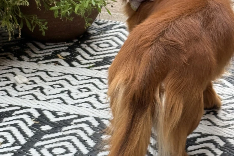 Dachshund (Miniature Long Haired)