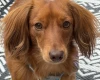 Dachshund (Miniature Long Haired)