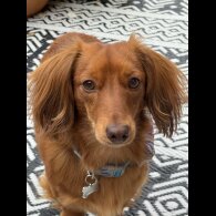 Dachshund (Miniature Long Haired)